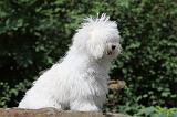 BICHON BOLONAIS 017